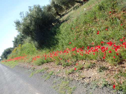 The flowers of Andalucia.